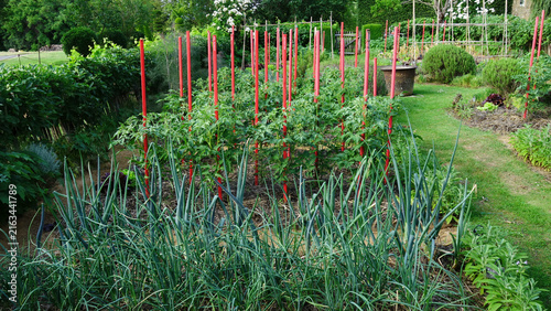 Organic vegetable garden patch with growing tomato plants supported by red stakes and green onions
