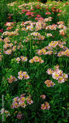 Blooming pink and yellow alstroemeria flowers in lush summer garden