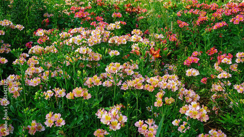 Blooming pink and yellow alstroemeria flowers in lush summer garden