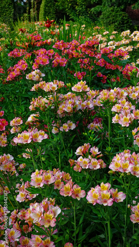 Blooming pink and yellow alstroemeria flowers in lush summer garden