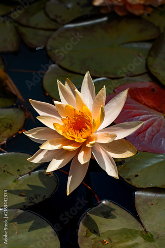 yellow water lily in japan