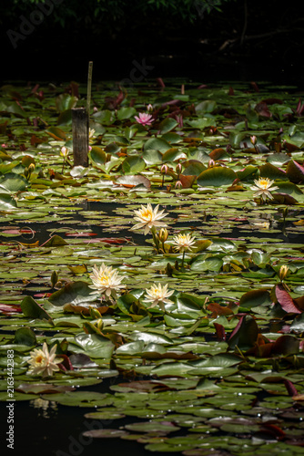 yellow and pink lotus petals on the water in japan
