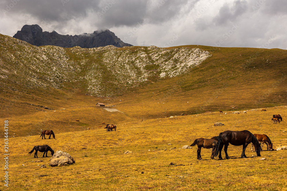 Naklejka premium Beautiful cantabrian horse grazing beneath imposing Picos de Europa mountains in Cantabria, Spain