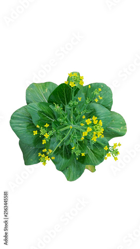 Cuadro en lienzo Single raw organic Pak Choi Bok Choy cabbage isolated on transparent background