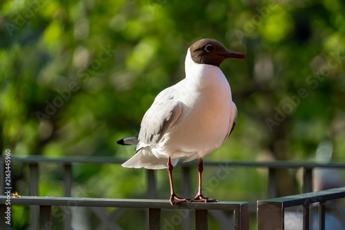 Obraz na plátně Gull with a chocolate-brown head perched on a railing