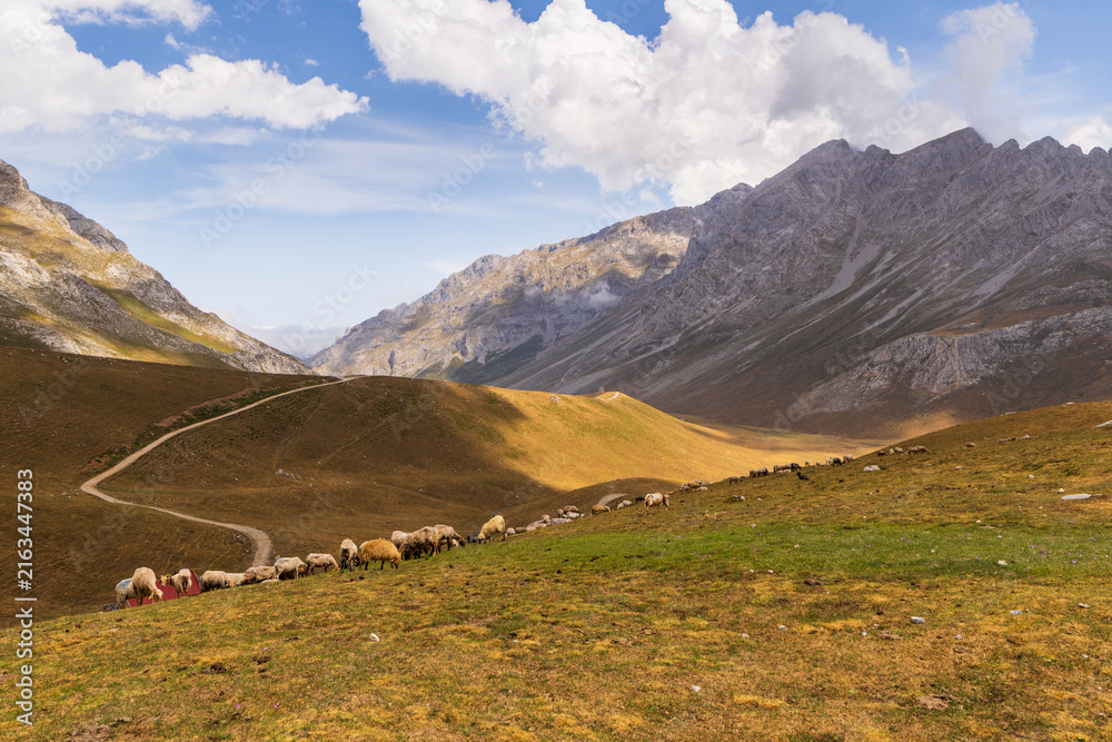 Naklejka premium View of the Picos de Europa mountains in the Spanish National Park. Sheep grazing against the backdrop of mountain peaks