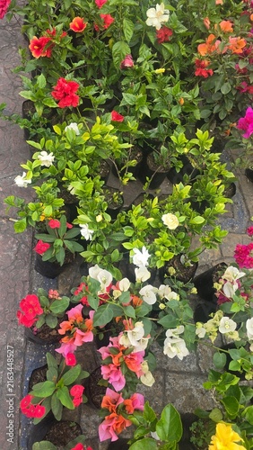 Flores, Berriozábal
