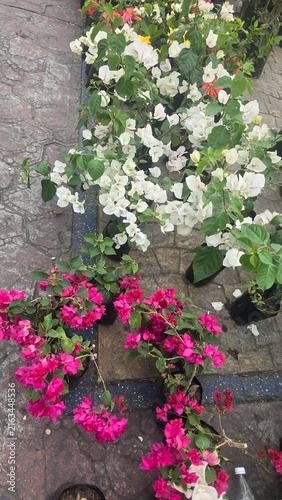Flores, Berriozábal, Chiapas