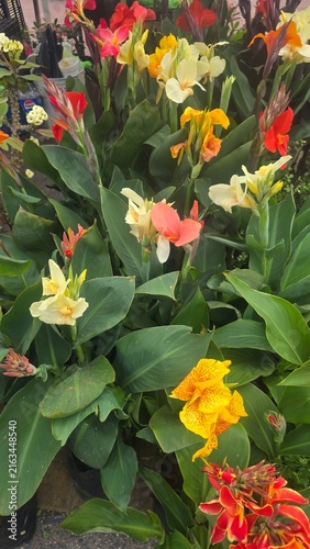 flores, Berriozábal, Chiapas