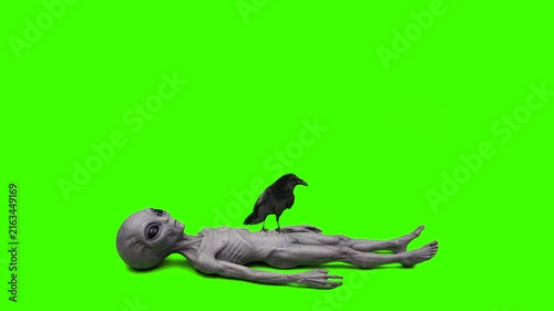 Raven on alien body green screen