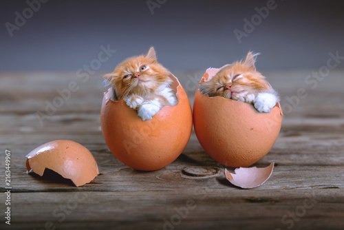 Lovely kittens inside broken eggs