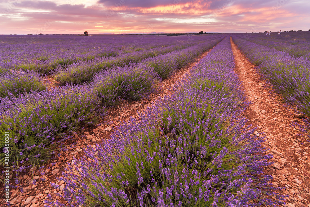 Obraz premium Lilac lavender bushes against the sunset. Large lavender fields in Europe in summer