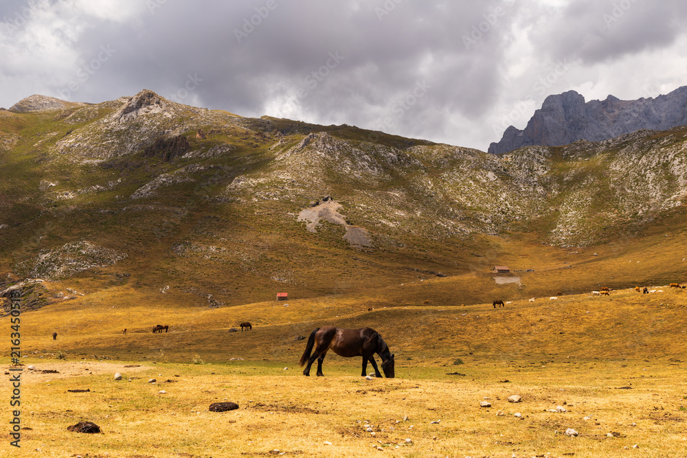 Naklejka premium Beautiful cantabrian horse grazing beneath imposing Picos de Europa mountains in Cantabria, Spain