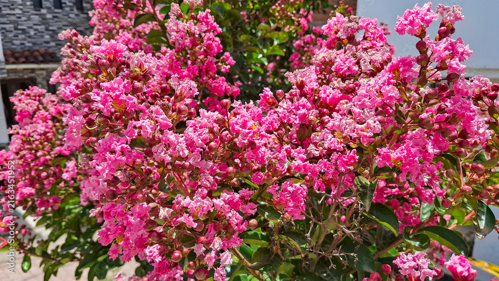 Obraz premium Lush clusters of fuchsia Lagerstroemia indica flowers illuminated by daylight, ideal for nature, botany, and landscaping projects.