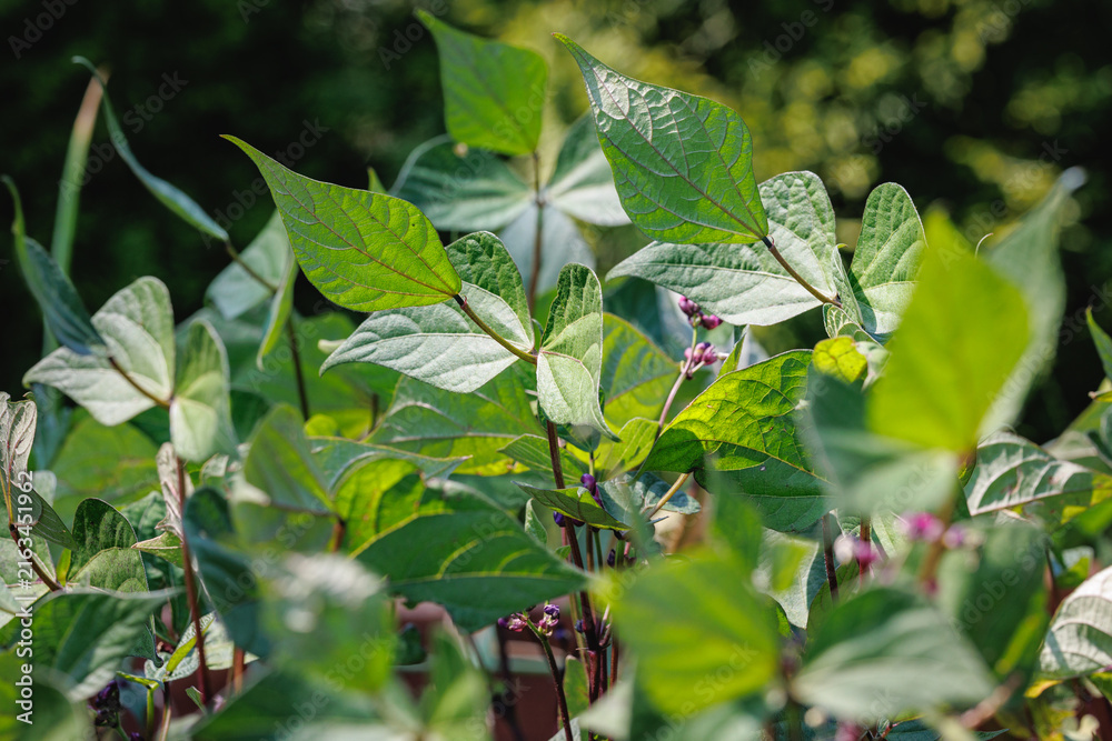 Naklejka premium Green bean leaves growing in a garden in Poland