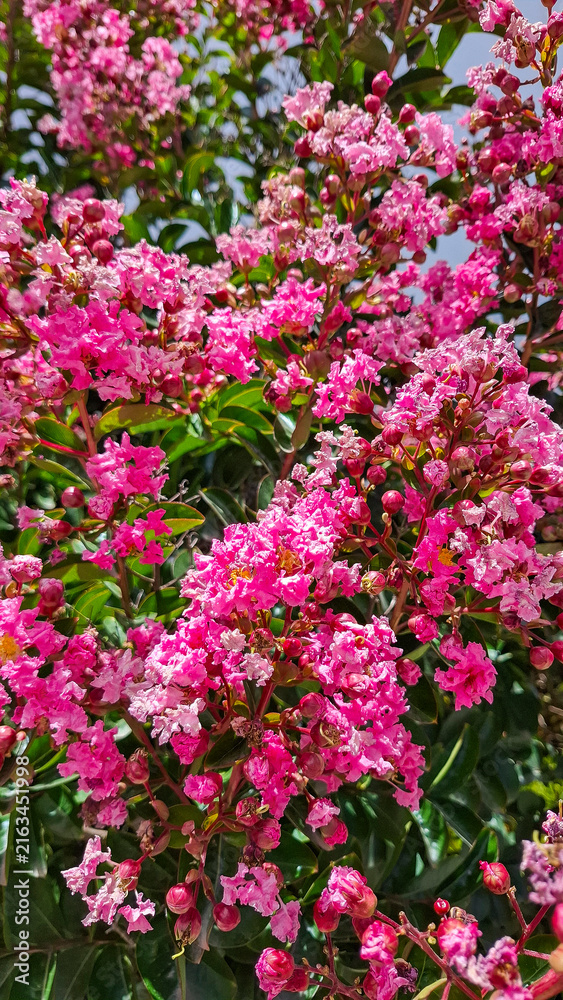 Obraz premium Dazzling blooms of Lagerstroemia indica adorn an urban setting, highlighting the contrast between the deep pink flowers and the modern outdoor background.
