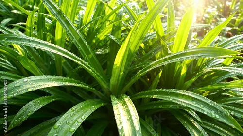 Green spider plant leaves with fresh water droplets.