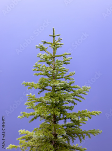 Conifer Tree and Lake Blue