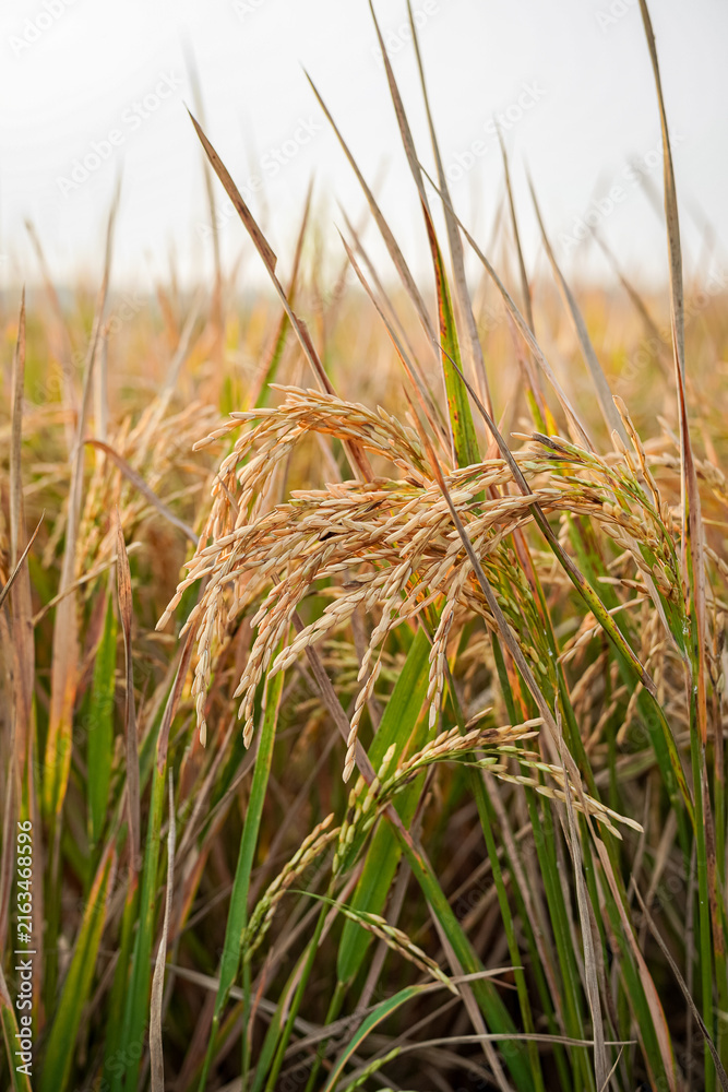 Fototapeta premium Golden ripe rice field ready for harvest in rural agricultural farm. Close up of yellow paddy crop grains, concept of organic food production, cereal farming, and harvest season
