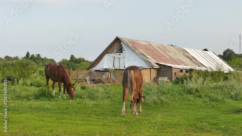 Horses on the pasture in small village. Sunny summer evening