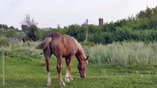 Horses on the pasture in small village. Sunny summer evening