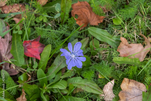 Chicory Flower Among the Grass and Fallen Leaves in Autumn