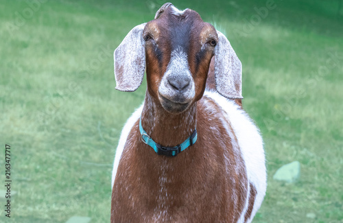 Goat Portrait