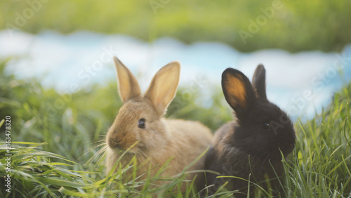 Two rabbits sit in the grass. One rabbit is brown and the other is black, both rabbits appear calm in the green environment.