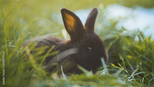 The rabbit sits quietly in the grass, the rabbit blending into its natural environment. The rabbit’s ears perk up as it observes its surroundings, the rabbit alert for any movement.