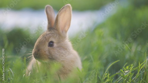 A rabbit is sitting in lush green grass, the rabbit blending with the surroundings. The rabbit looks curious as it observes the gentle movements of the grass.