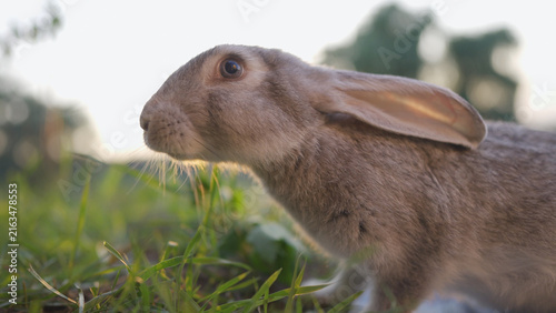 A rabbit is in the park, enjoying the sunlight. The rabbit hops around the grass, while the sun casts gentle rays over the peaceful park setting.