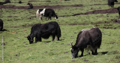 Tibet yaks eating grass in the grassland