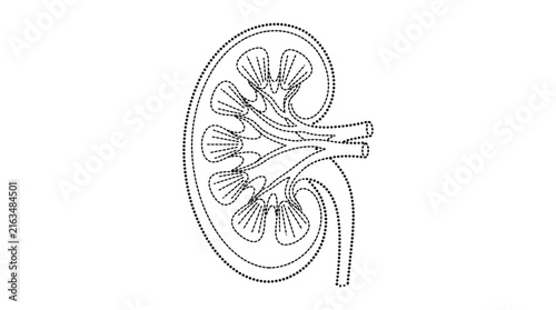 Detailed human kidney anatomy vector illustration with dashed line style outline