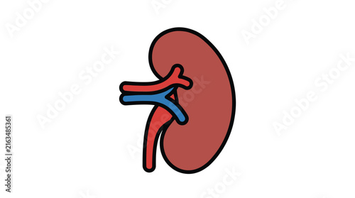 Human kidney anatomy vector illustration featuring red and blue vessels