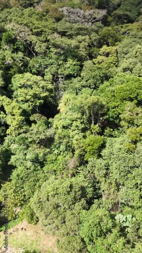 Aerial view of a brazilian rainforest