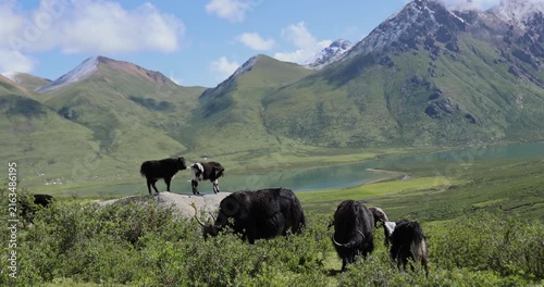 Tibet yak playing eating grass in the grassland