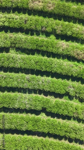 Aerial view of agricultural fields and farmland in a sunny day