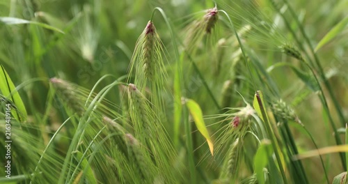 Green hulless barley crops with dew in the field