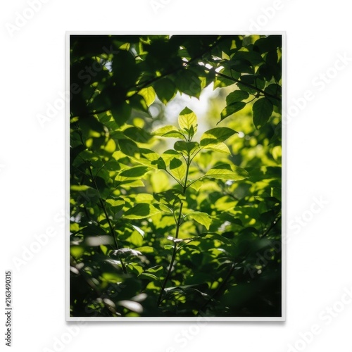 Sunlight filtering through lush green leaves in a dense forest canopy, highlighting the translucent texture and veins of a central plant stem with a soft bokeh background.
