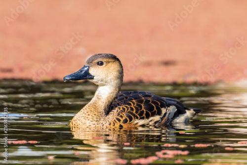 Wandering Whistling-Duck (Dendrocygna arcuata)