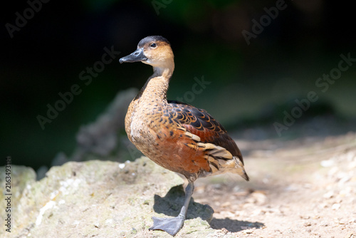 Wandering Whistling-Duck (Dendrocygna arcuata)