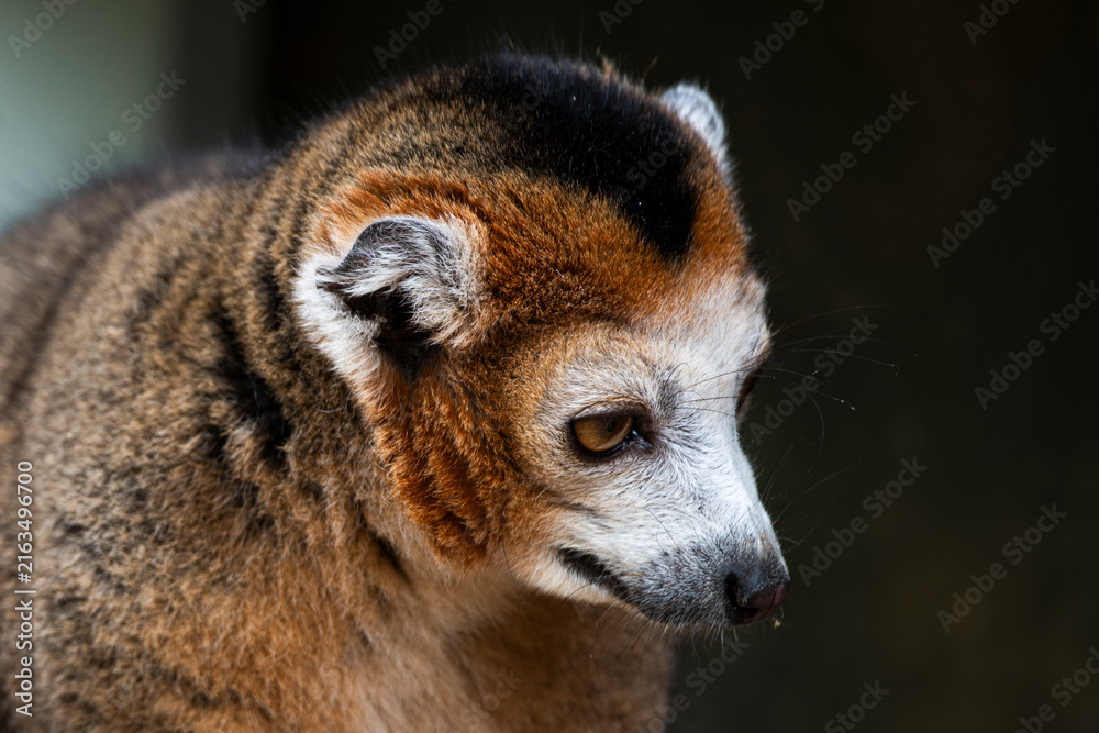 Fototapeta premium The crowned lemur (Eulemur coronatus)