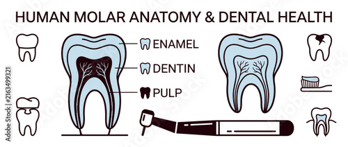 Human molar anatomy diagram with dental health icons