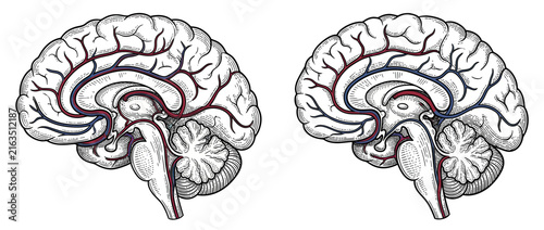 Bild auf Leinwand Vintage Brain Anatomy Illustration with Blood Vessels