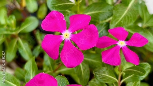 Beautiful pink vinca rosea flowers blooming with yellow center among lush green leaves