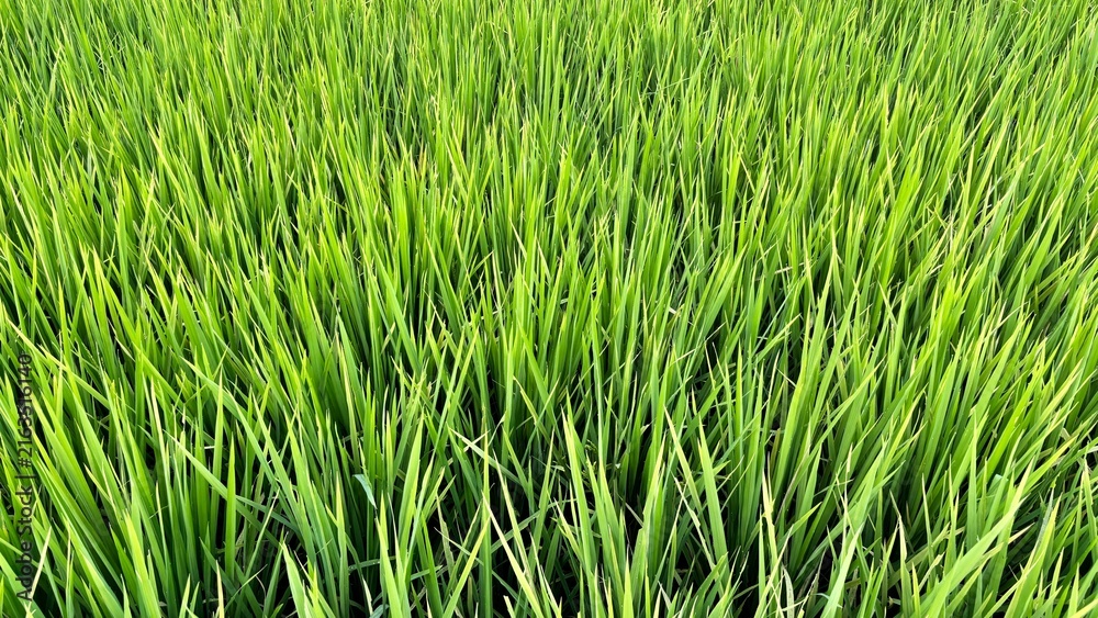 Obraz premium green grass background
