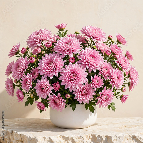 Fresh pink chrysanthemum flowers in white pot on stone