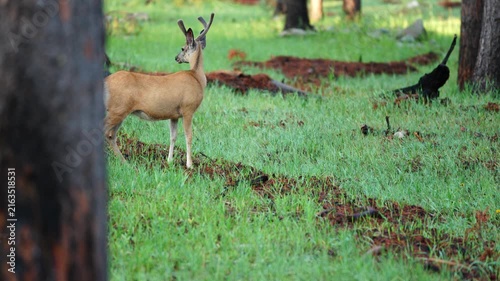 Mule deer (Odocoileus hemionus) bucks and a doe run from danger in the Black Hills of South Dakota. They are feeding in a green grassy area under burned Ponderosa Pines. A benefit of wildfires.