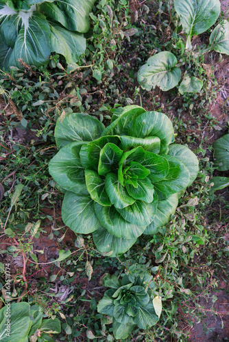Konstfotografi Single green Pak Choi vegetable plant growing in agricultural garden field