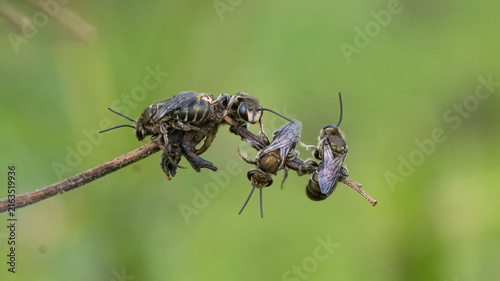 Fotografie Austronomia Bees roosting and squabbling